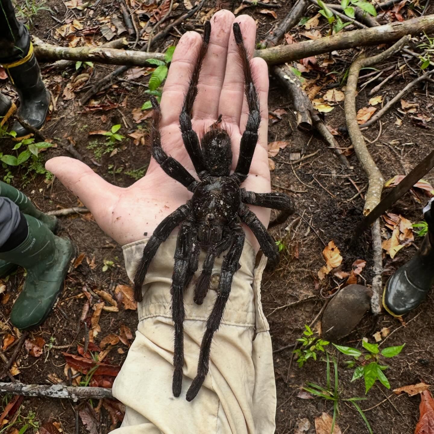 Pantanal: The Jaguar & The Anaconda